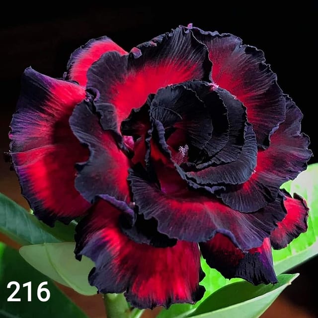 Dark fantasy adenium grafted pack of 01