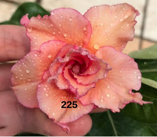 Peach beauty grafted adenium pack of 01 Peach beauty grafted adenium pack of 01