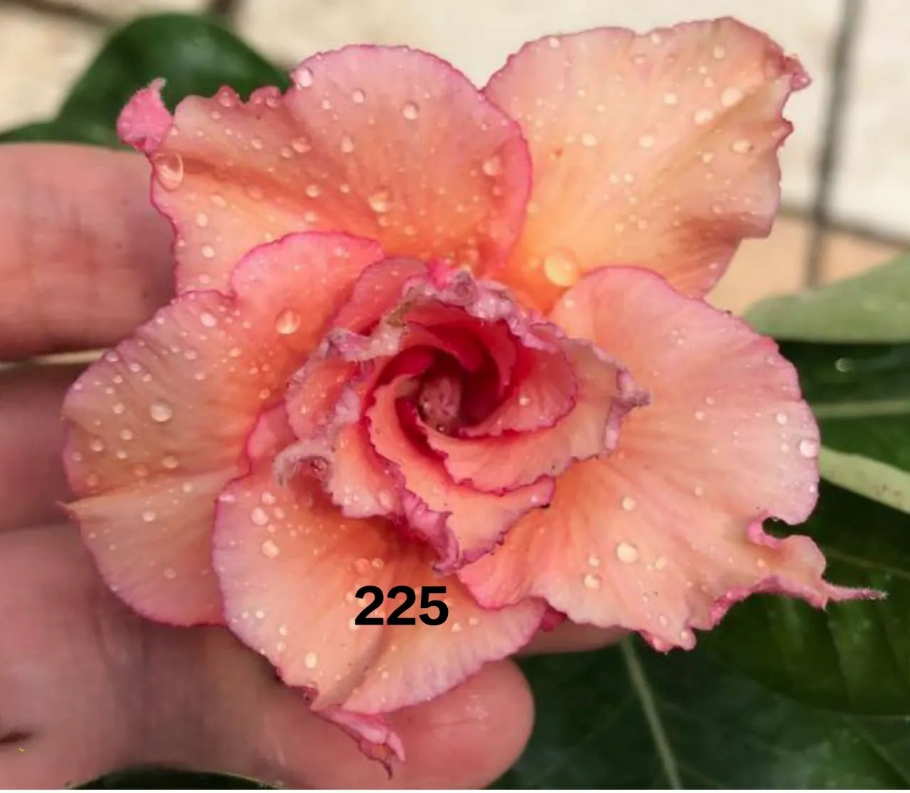 Peach beauty grafted adenium pack of 01