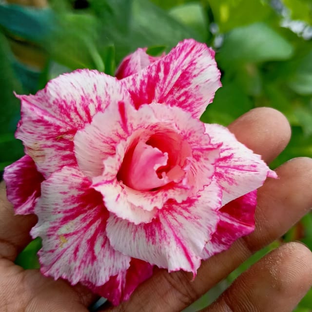 Pinky white grafted rosy variety adenium pack of 01