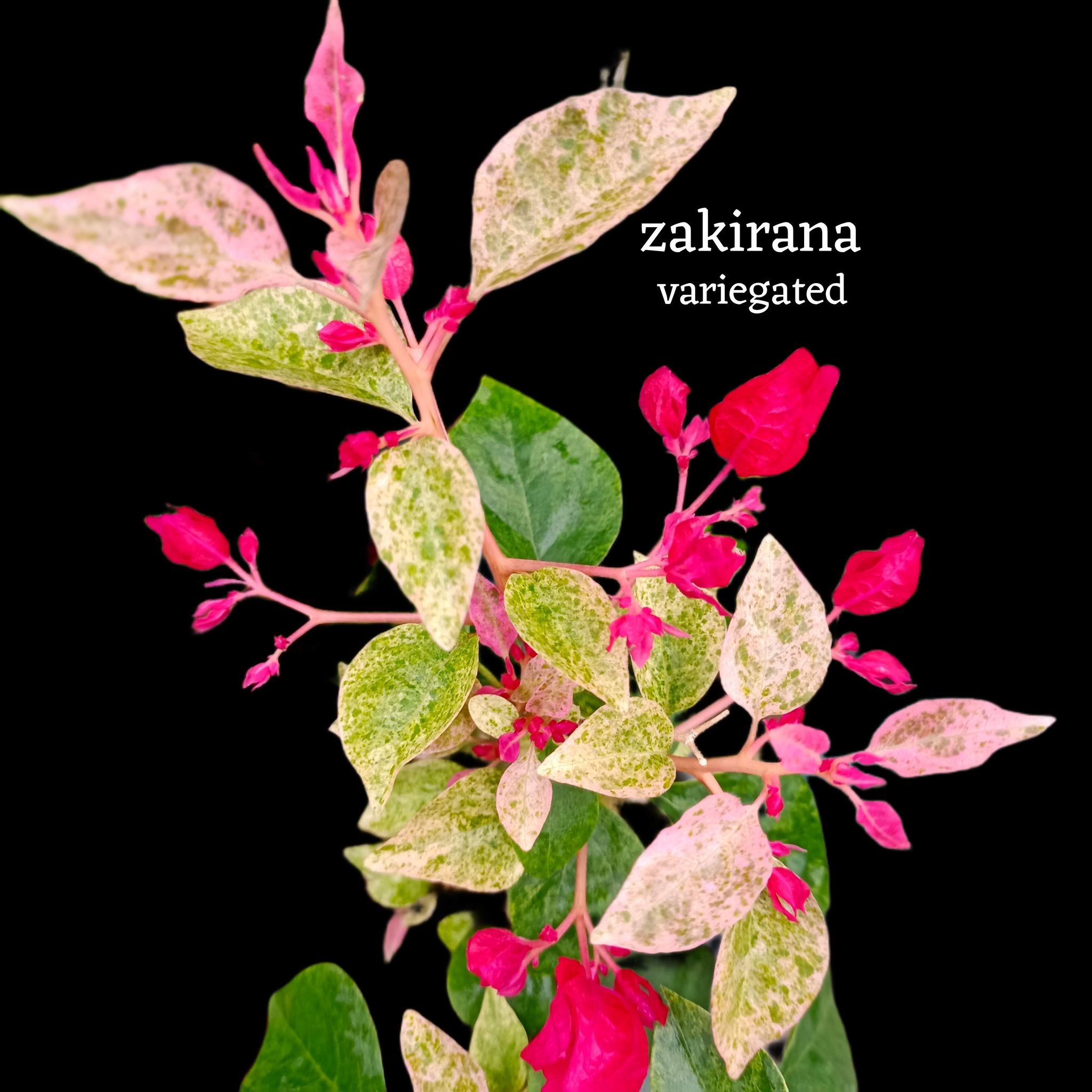 Zakirana variegated Bougainvillea rooted plant pack of 01