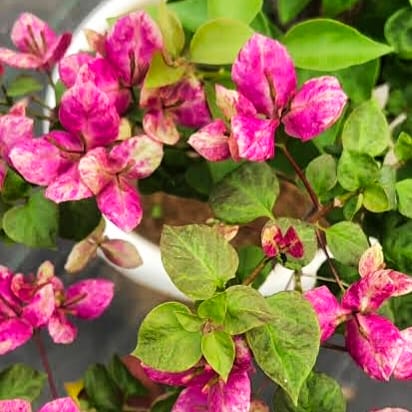 Black Monalisa Bougainvillea rooted plant pack of 01 Black Monalisa Bougainvillea rooted plant pack of 01