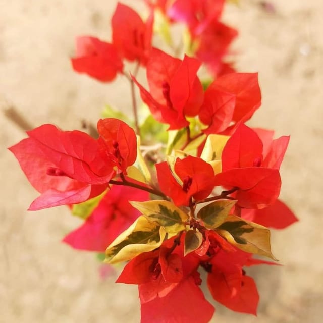 Royal duphine Bougainvillea rooted plant pack of 01