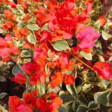 Sunset orange Bougainvillea rooted plant pack of 01 Sunset orange Bougainvillea rooted plant pack of 01
