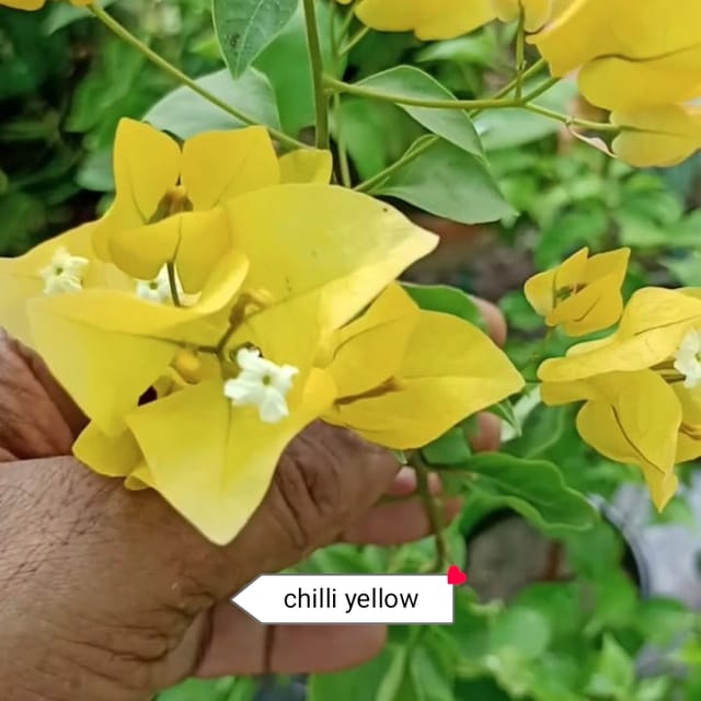 Chilli yellow Bougainvillea rooted plant pack of 01