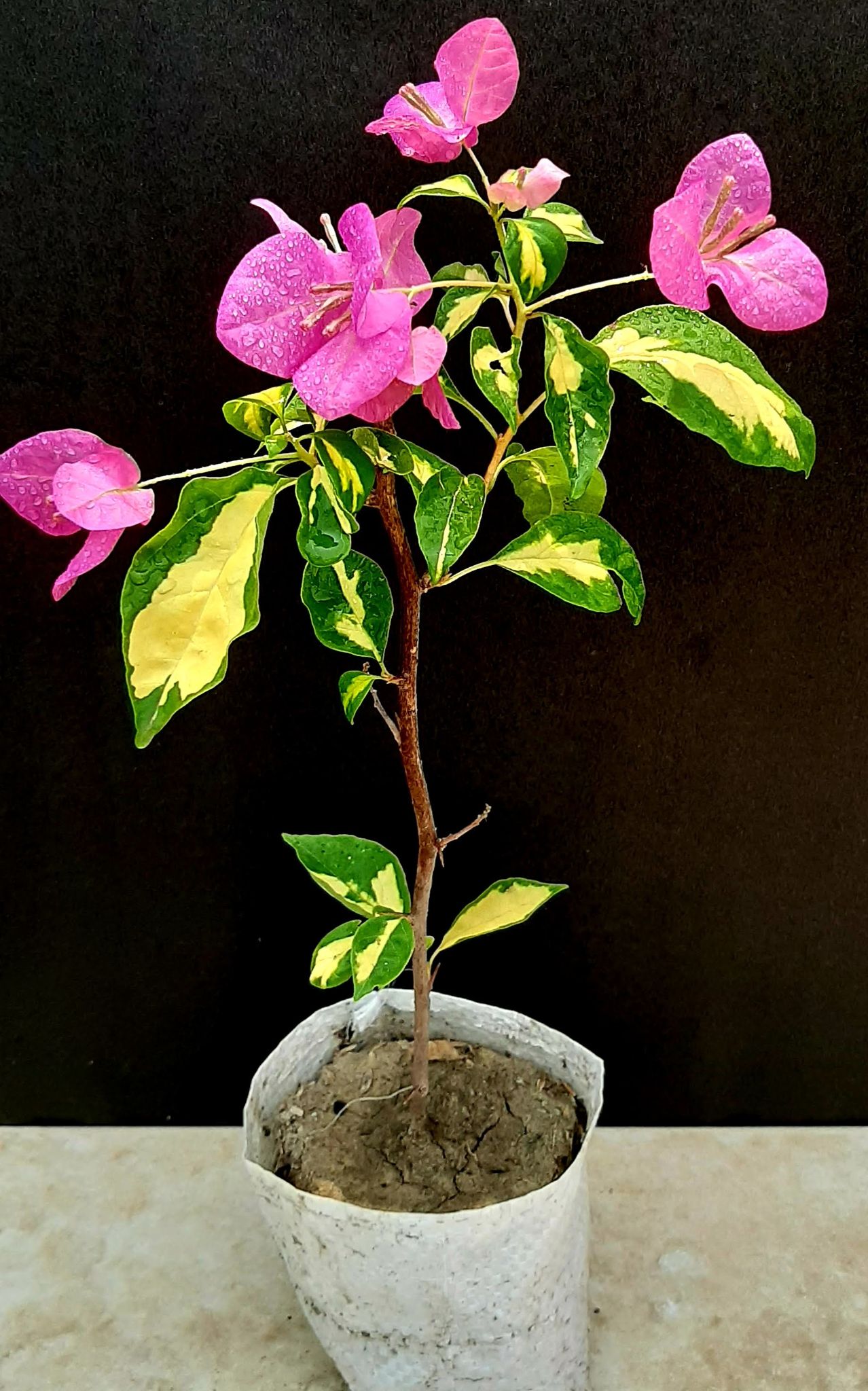 Thima twin color Bougainvillea rooted plant pack of 01