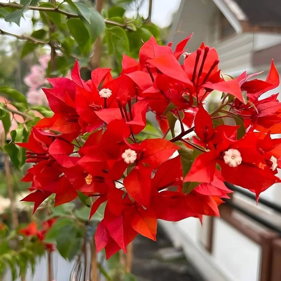 Briza Red Bougainvillea rooted plant pack of 01