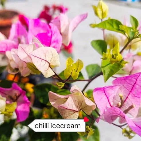 Chilli ice-cream Bougainvillea rooted plant pack of 01 Chilli ice-cream Bougainvillea rooted plant pack of 01