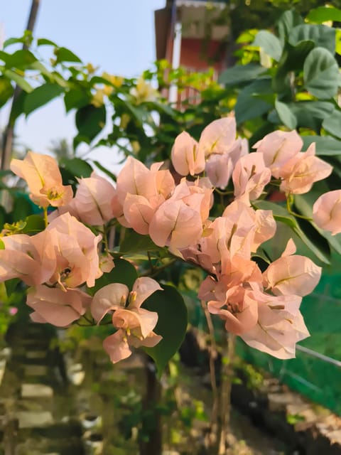Adas Joy Bougainvillea rooted plant pack of 01