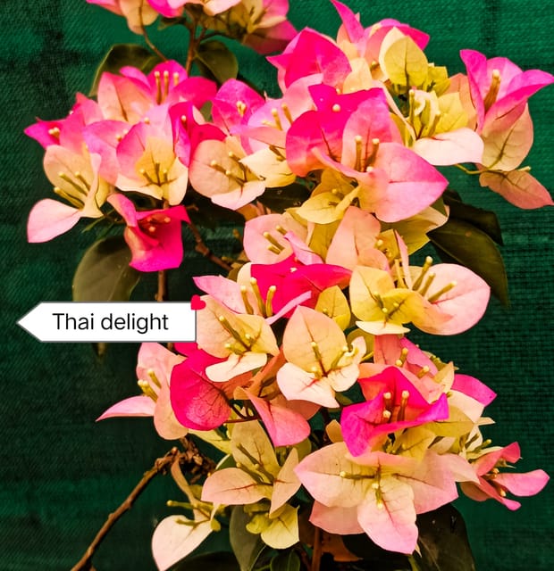 Thai Delight Bougainvillea rooted plant pack of 01 Thai Delight Bougainvillea rooted plant pack of 01