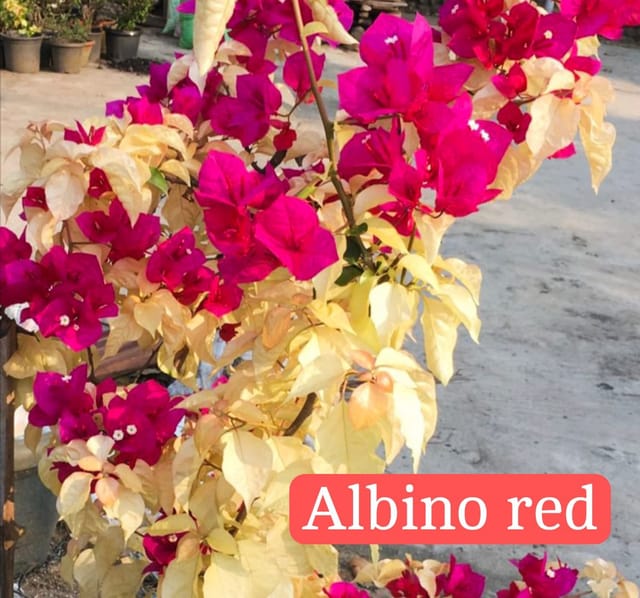 Albino red Bougainvillea rooted plant pack of 01