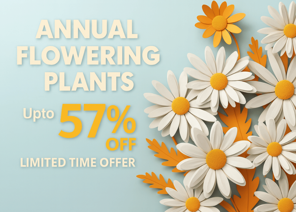 Annual flowering plants