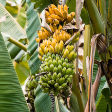 Kela