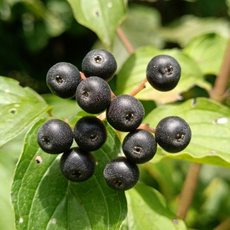 Drupe