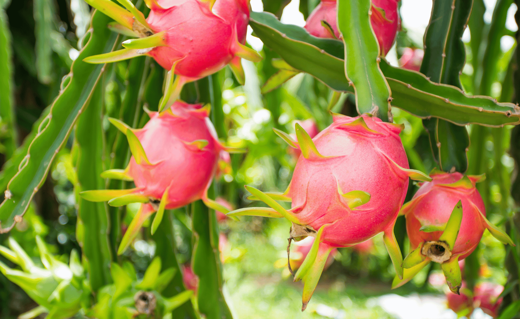 Dragon Fruit Plants
