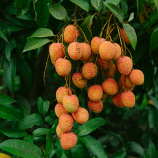 litchi