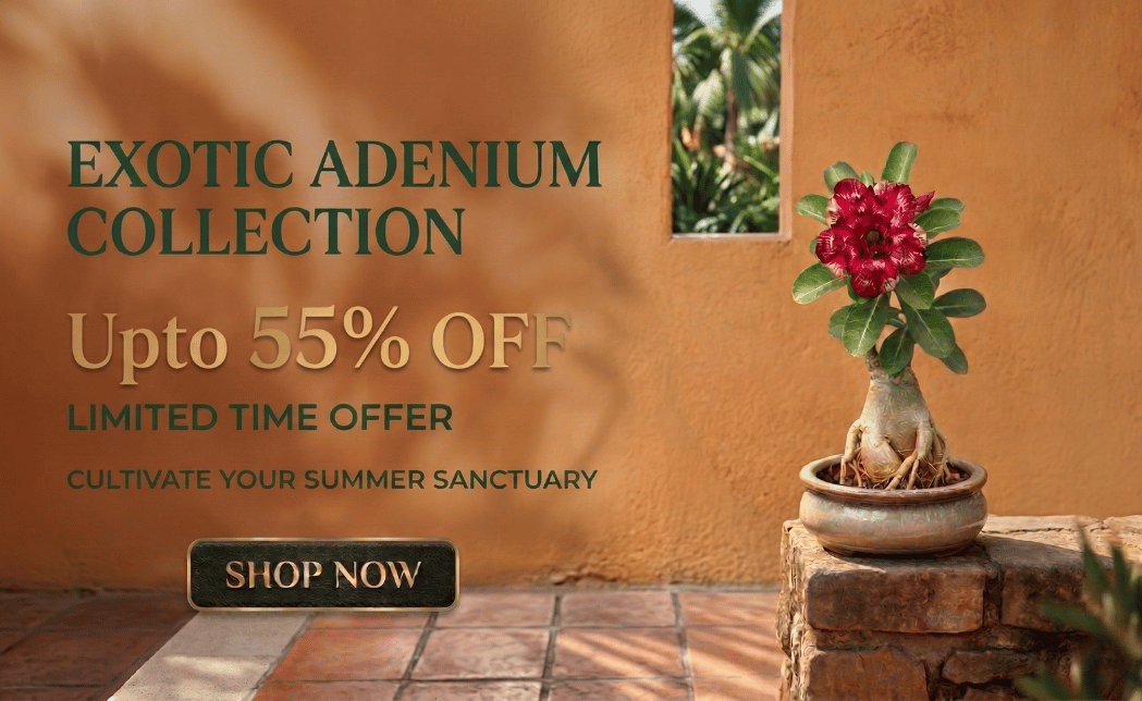 Adenium banner