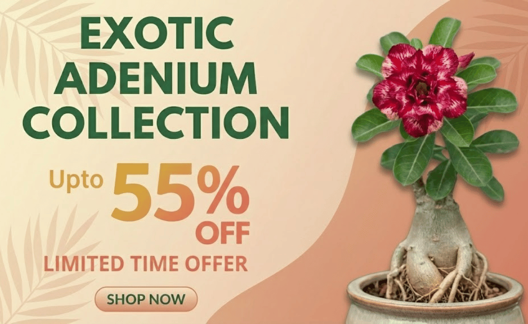 Adenium banner