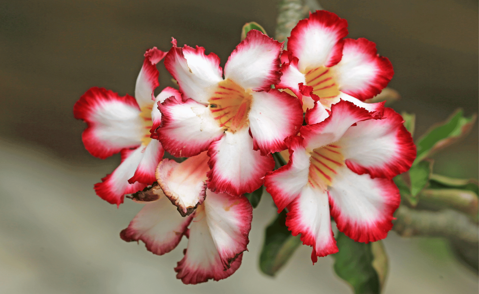 Adenium Collection