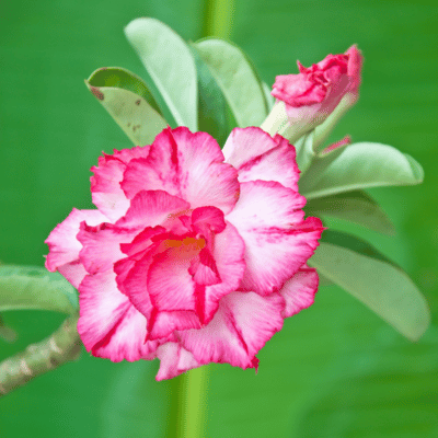 Mock Azalea