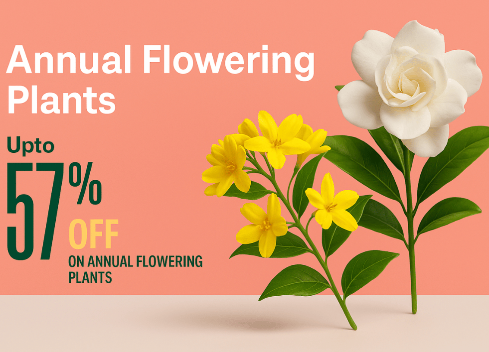 Annual flowering plants