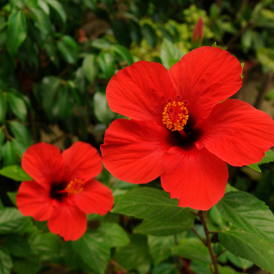Hibiscus