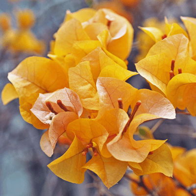 Paper flower