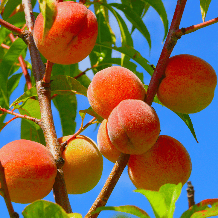 Peach