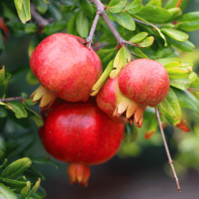 pomegranate