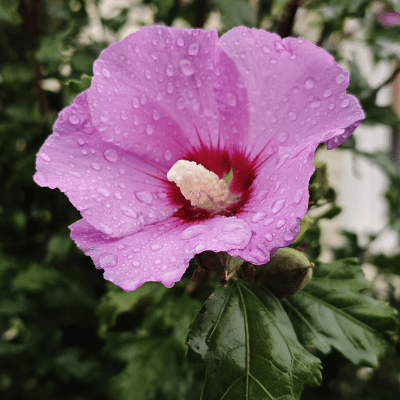 Roselle