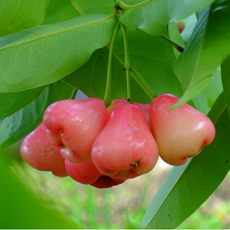 Malus