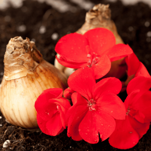 Flower Bulbs