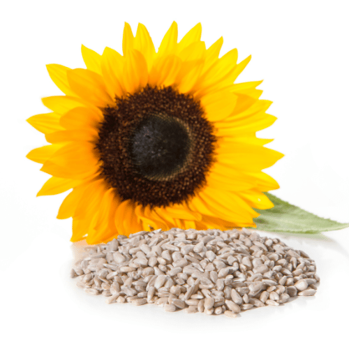 Flower seeds