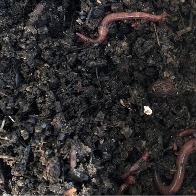 Vermicompost