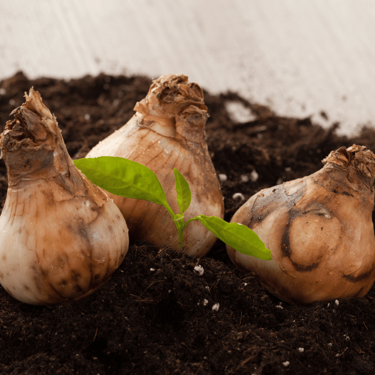Flower Bulbs